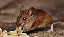 24 Hour & Emergency Exterminators in Summit, MS